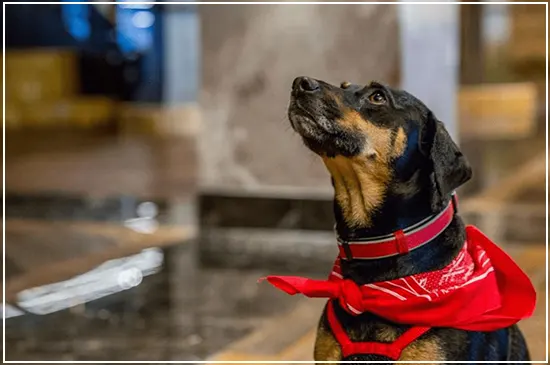 chautauqua-resort-and-conference-center-long-beach-wa-dog-friendly-amenities