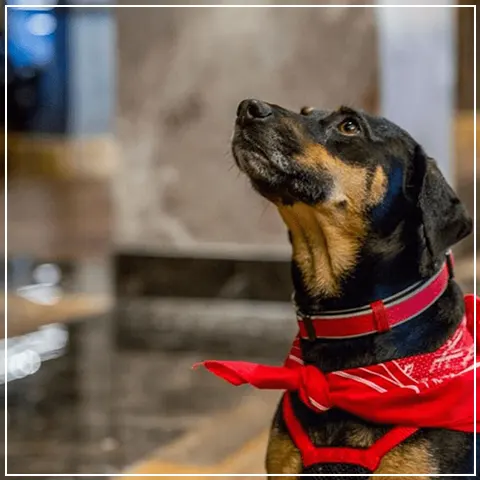 chautauqua-resort-and-conference-center-long-beach-wa-dog-friendly